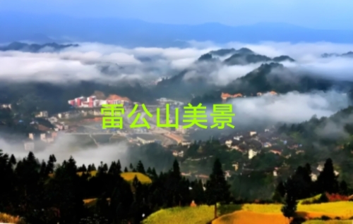 雷公山：云端茶园里的中国雾茶秘境