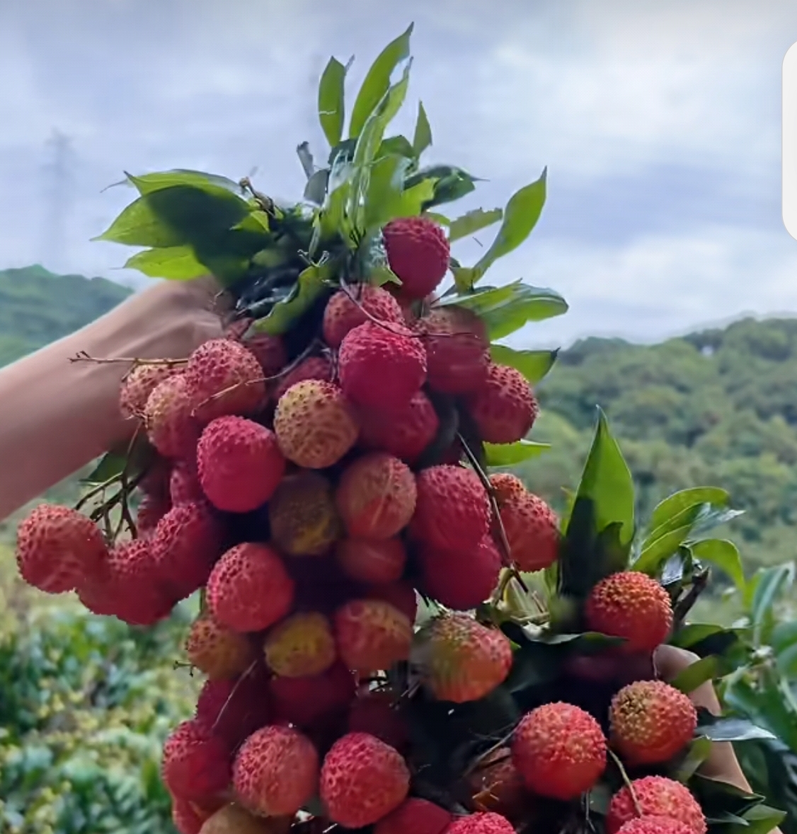 回老家摘荔枝
